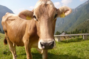 9 Tage Grenzerfahrung Schweiz 9 Tage Grenzerfahrung Schweiz